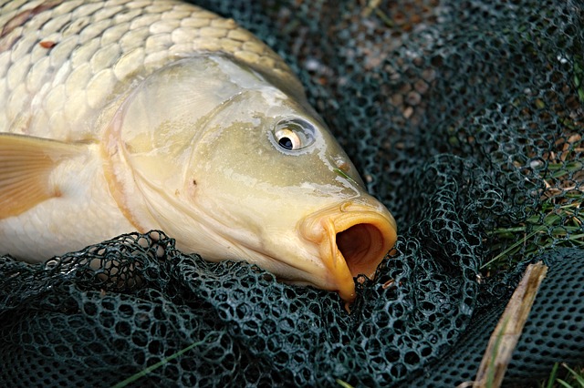 Carp Fishing: How To Catch Carp - Fisherman Advisor