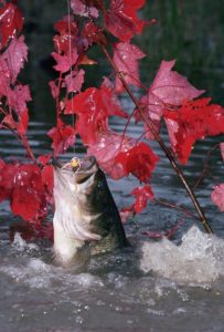 Fall Bass Fishing