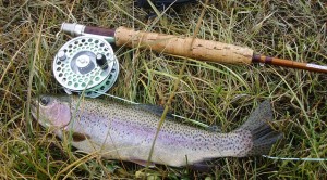 Fly Fishing Trout