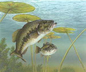 Largemouth Bass