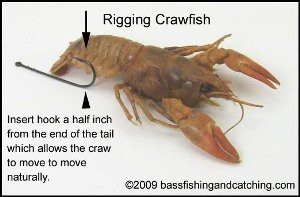 How to rig a crawfish