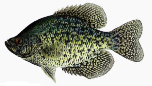 Black Crappie