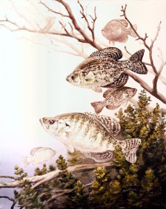 Crappie Fishing