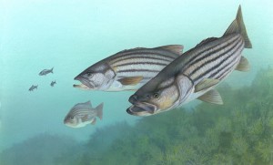 Striped Bass