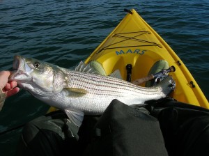 Striper Fishing