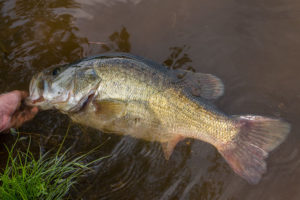 Big Bass Small Pond